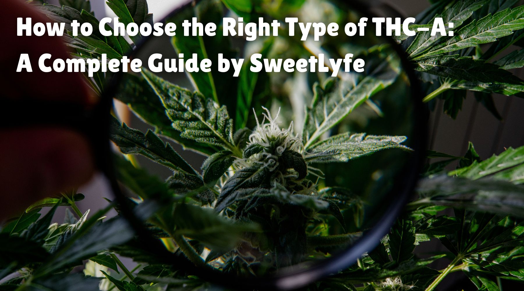 How To Choose The Right Type Of THC-A: A Complete Guide By SweetLyfe