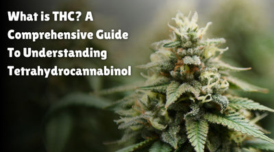 What is THC? A Comprehensive Guide To Understanding Tetrahydrocannabinol